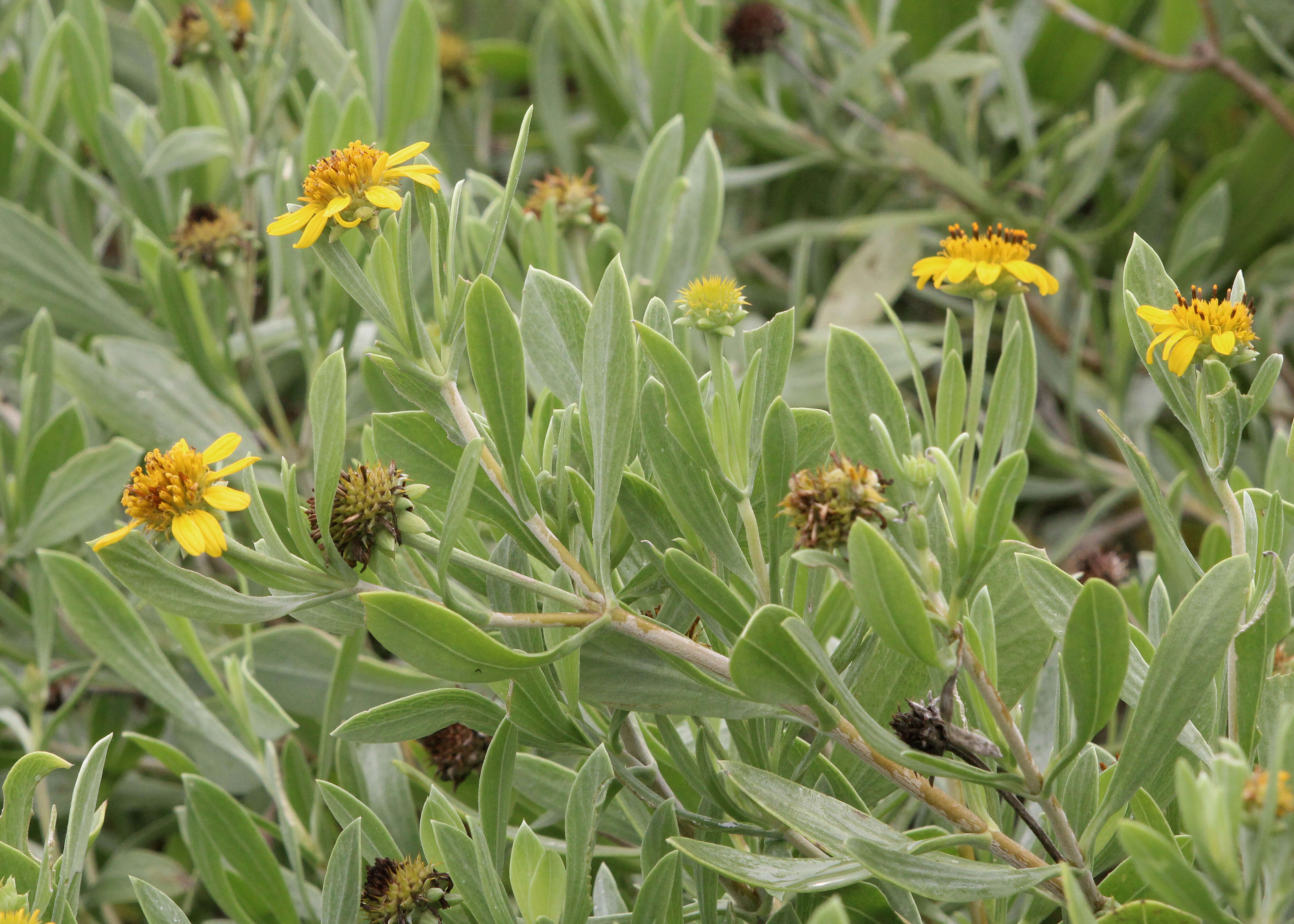 Image of seaside tansy