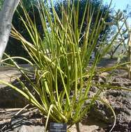 Image of false yucca