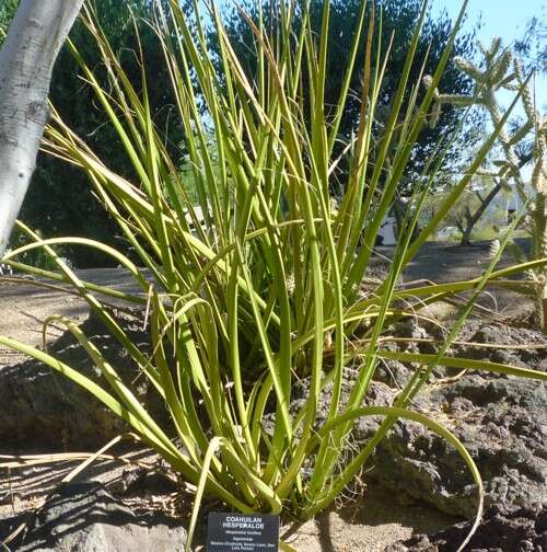 Image de Hesperaloe funifera (K. Koch) Trel.