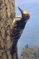 Image of White-backed Woodpecker