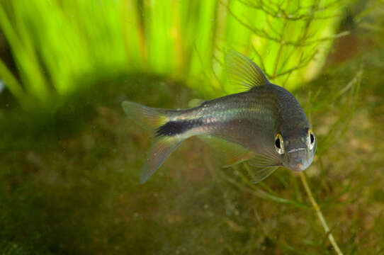 Image of Penjamo tetra