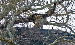 Image of Leopard