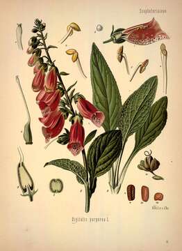 Imagem de Digitalis purpurea L.