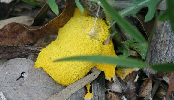 Image of Dog vomit slime mold