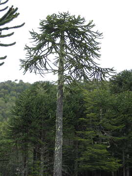 Image of Araucaria