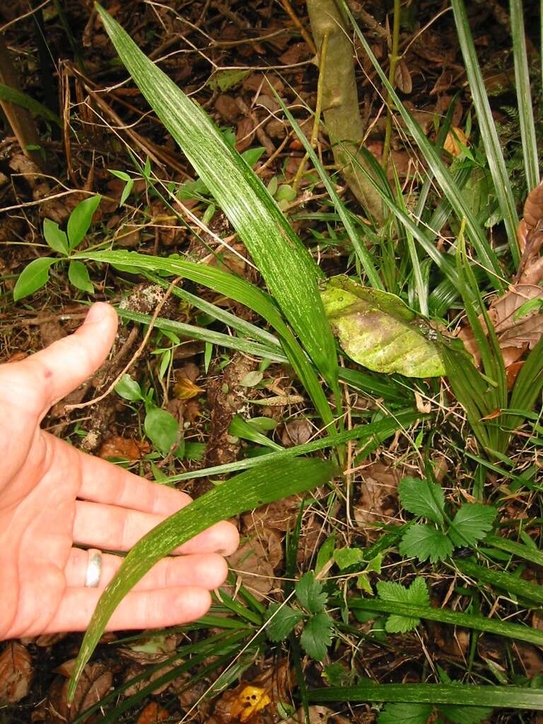 Image of queen palm