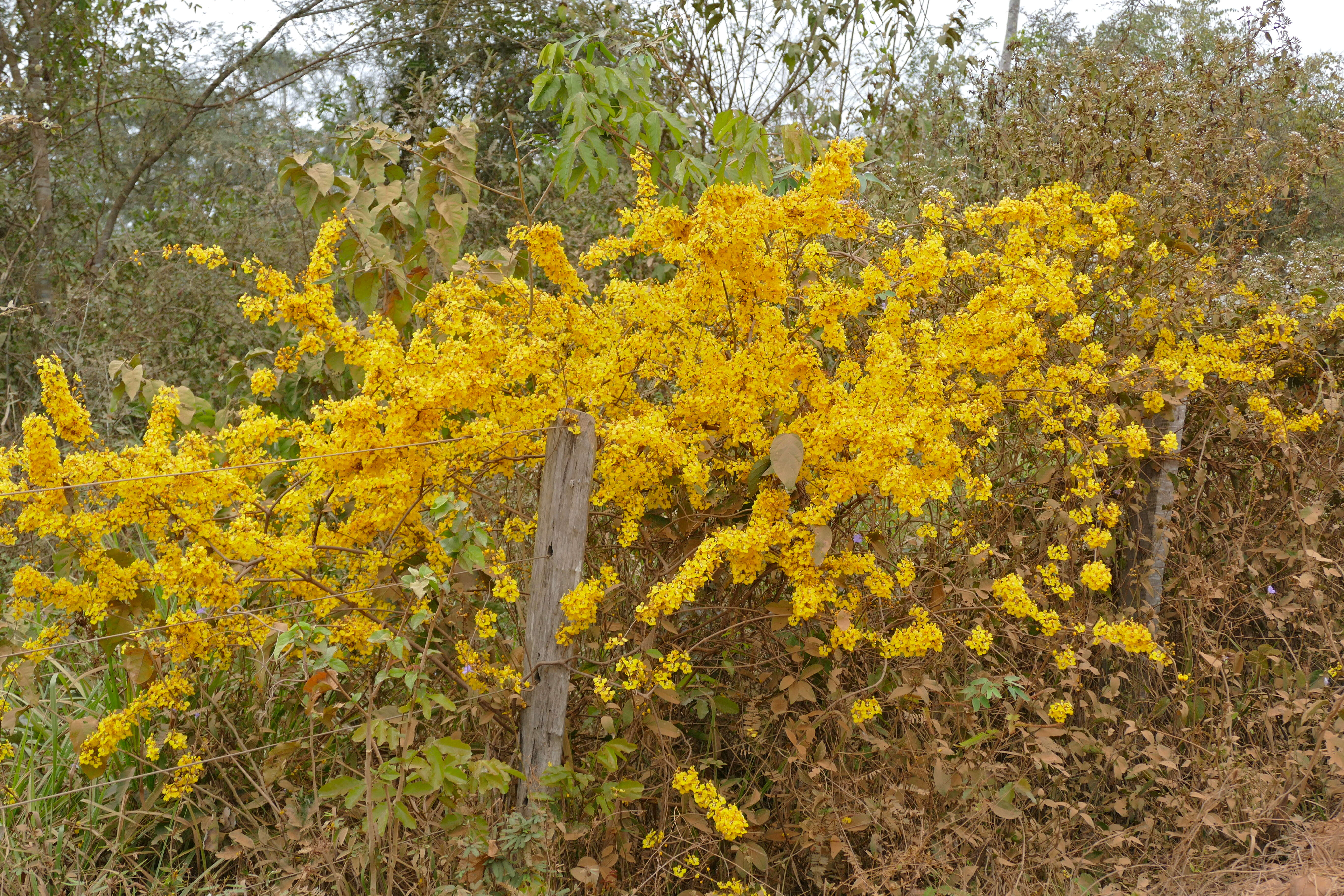 Image of Stigmaphyllon calcaratum N. E. Brown