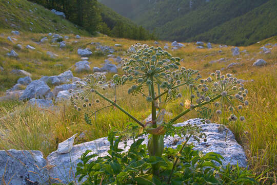 Image of wild angelica