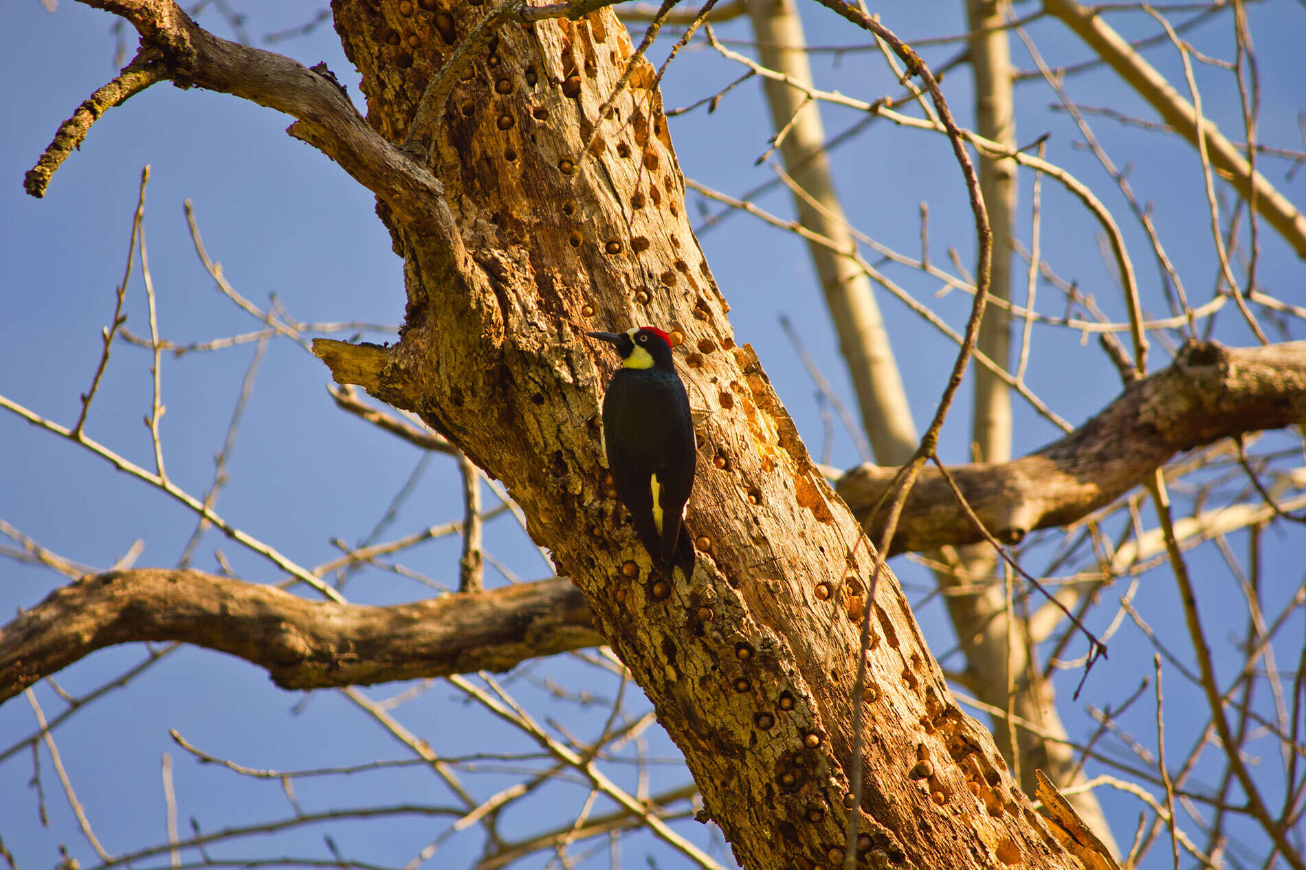 Image of Acorn Woodpecker