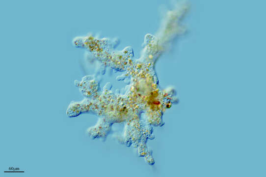 Image of Amoeba proteus