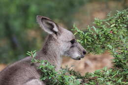 Image of Macropus giganteus giganteus Shaw 1790