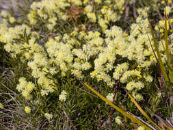 Image of early wattle