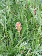 Image of Orobanche lutea Baumg.