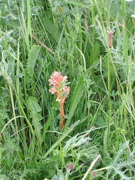 Imagem de Orobanche lutea Baumg.