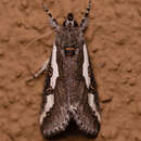 Image of Euscirrhopterus gloveri