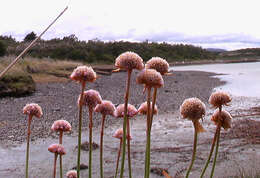 Image of thrift seapink