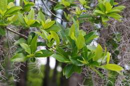 Image of Swamp Tupelo