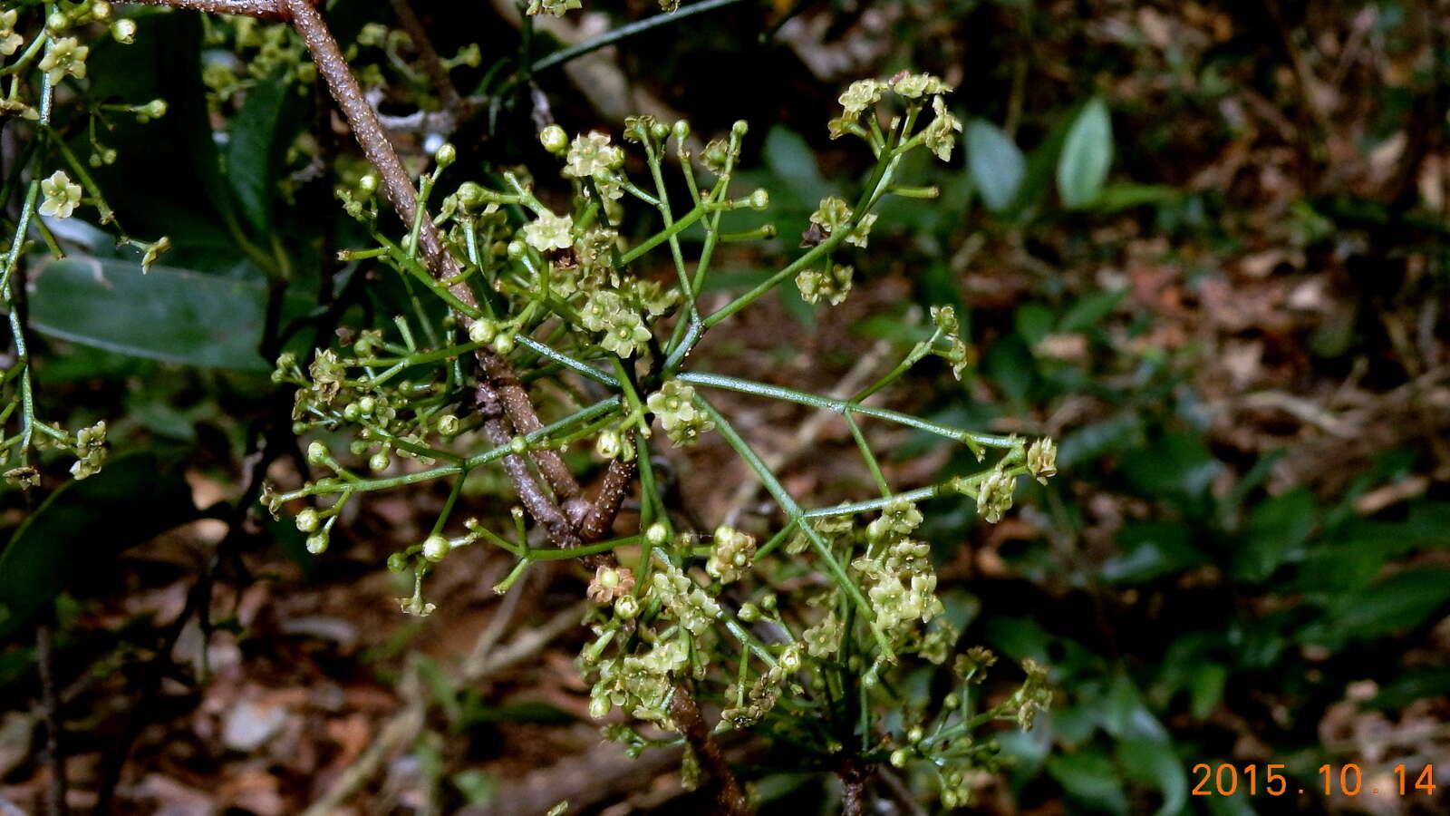 Tontelea mauritioides (A. C. Sm.) A. C. Sm.的圖片