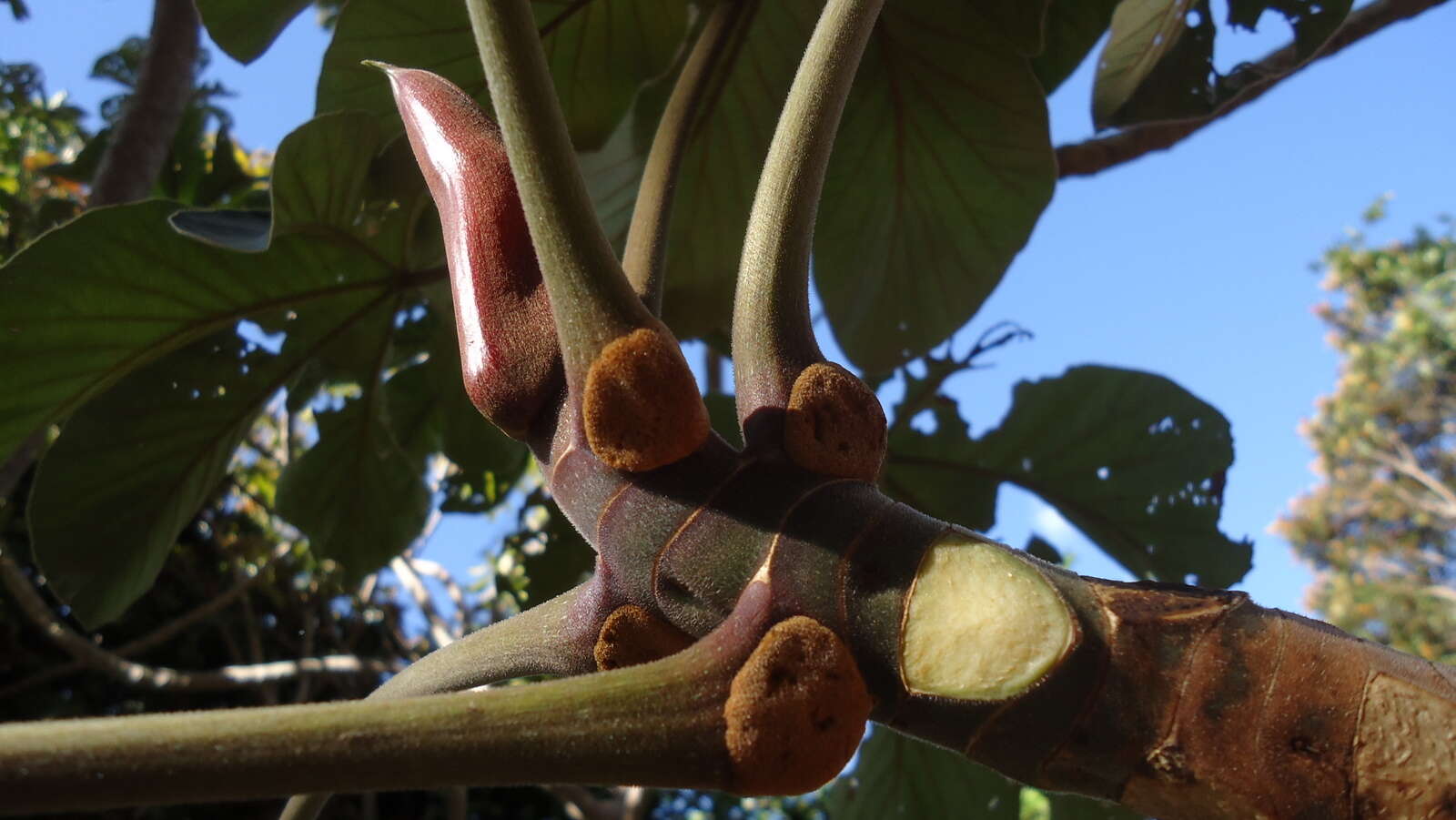 Cecropia resmi