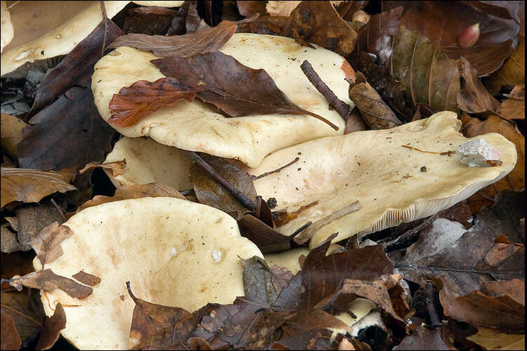 Image of Milk Cap Mushrooms