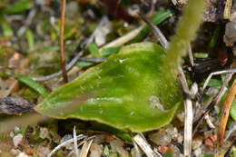 Image of Bunny orchids