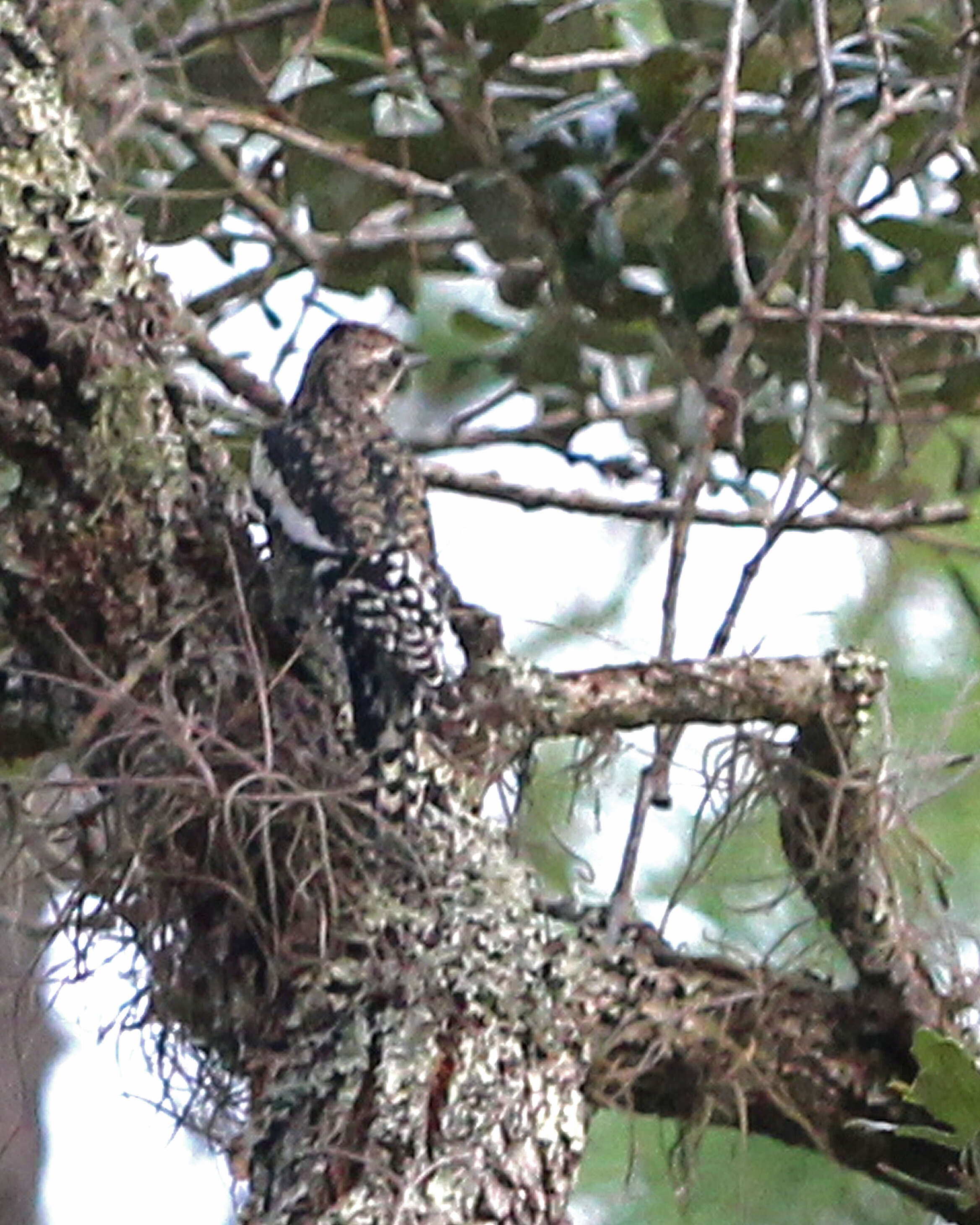 Image of Sapsucker