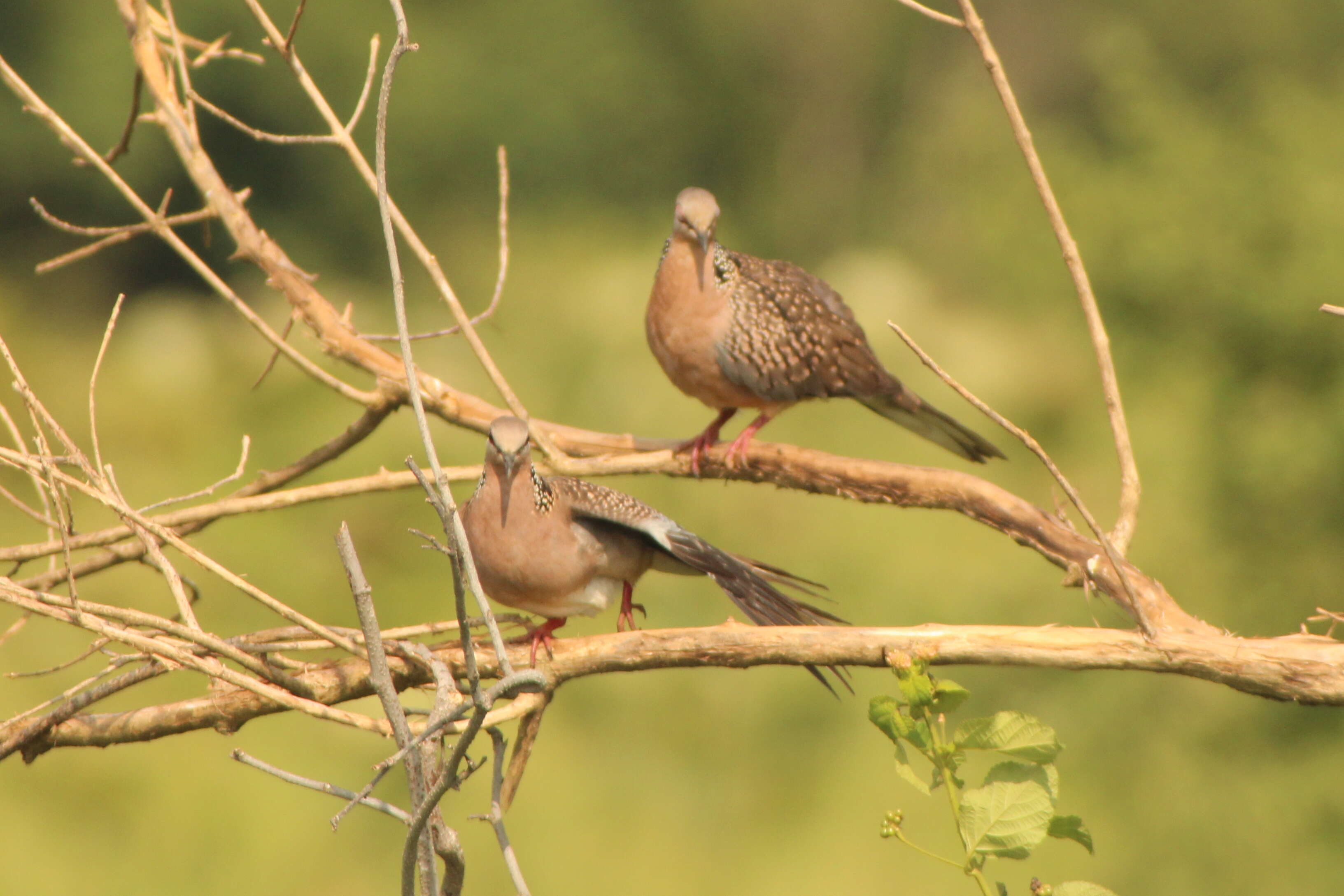 Image of spotted dove