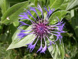 Image of perennial cornflower