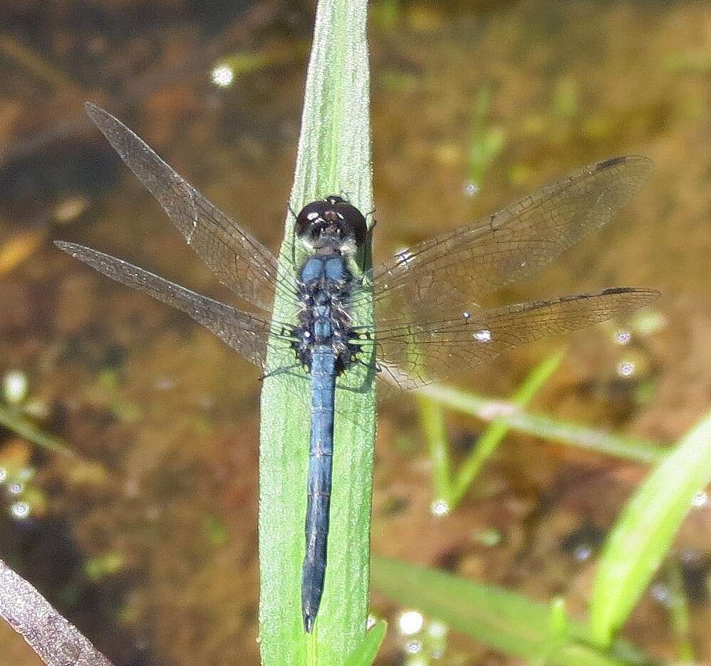 Image of Double-ringed Pennant