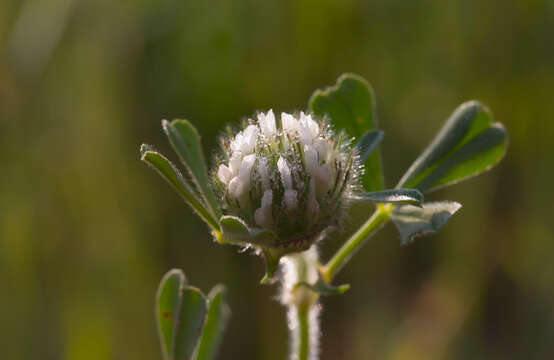 Image of southern clover