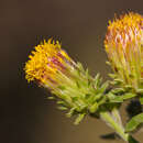 Image of Inula conyza