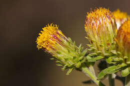 Image of <i>Inula conyza</i> (Griess.) DC.