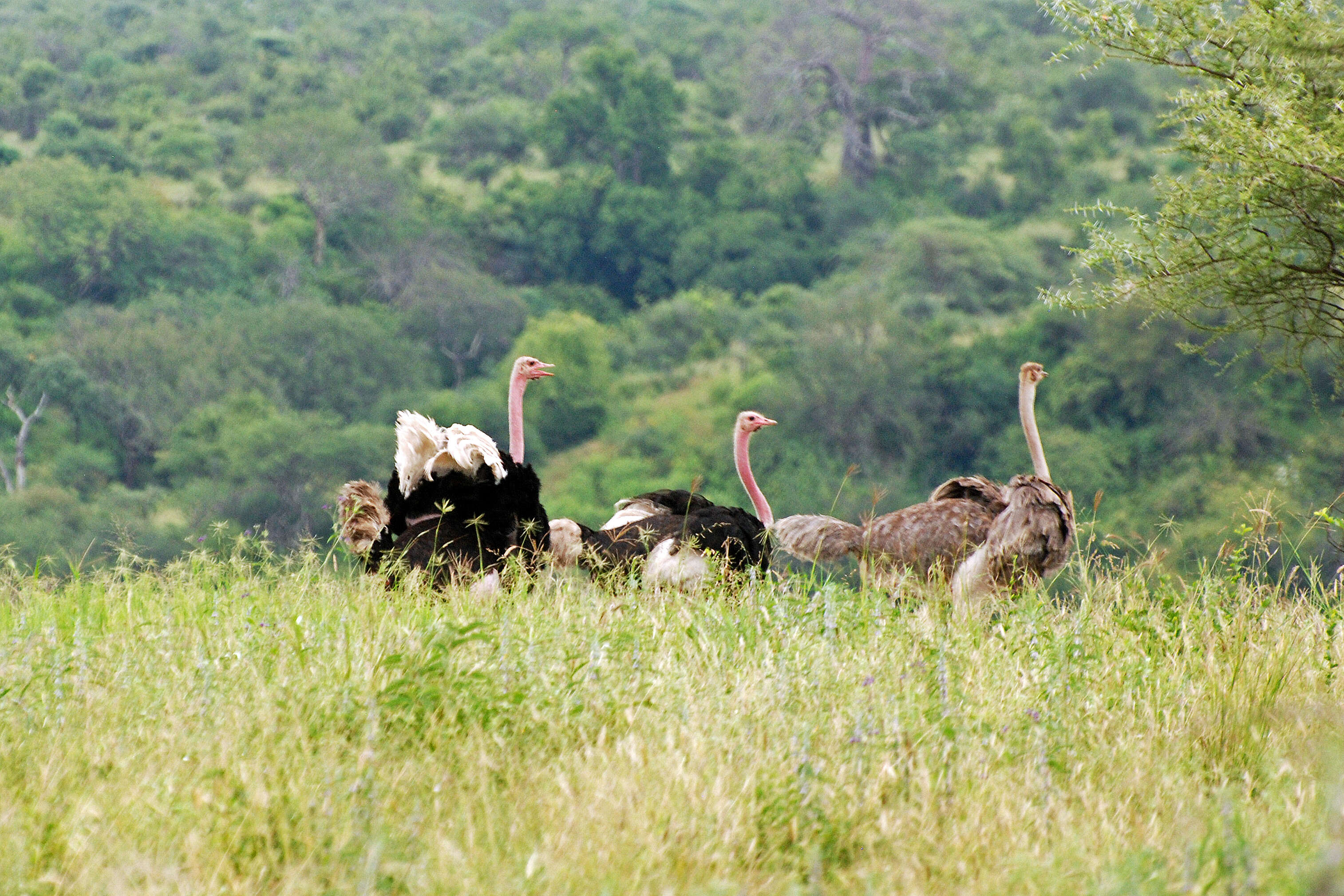 Image of ostriches