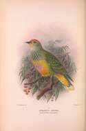 Image of Rose-crowned Fruit Dove
