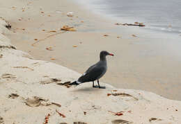 Larus Linnaeus 1758 resmi