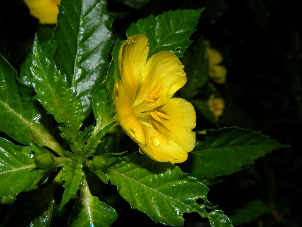 Imagem de Turnera ulmifolia L.