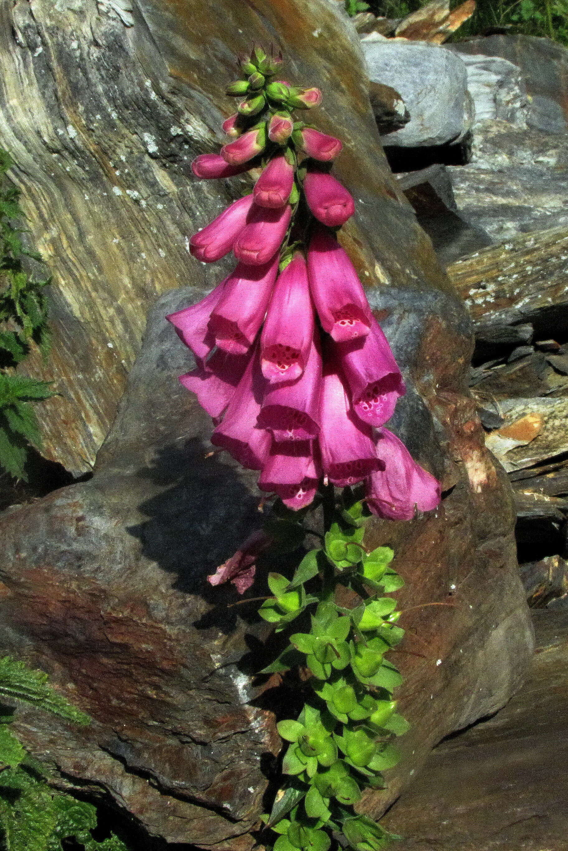 Image of purple foxglove