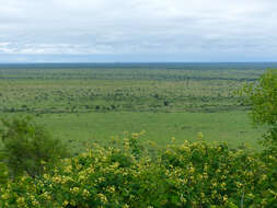 Image of acacia