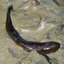 Image of Haemopis sanguisuga