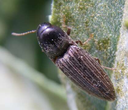 Слика од Agriotes lineatus (Linnaeus)