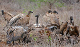 Image of White-backed Vulture