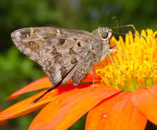 Image of Dorantes Longtail