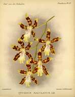 Image of Dancing-lady orchids