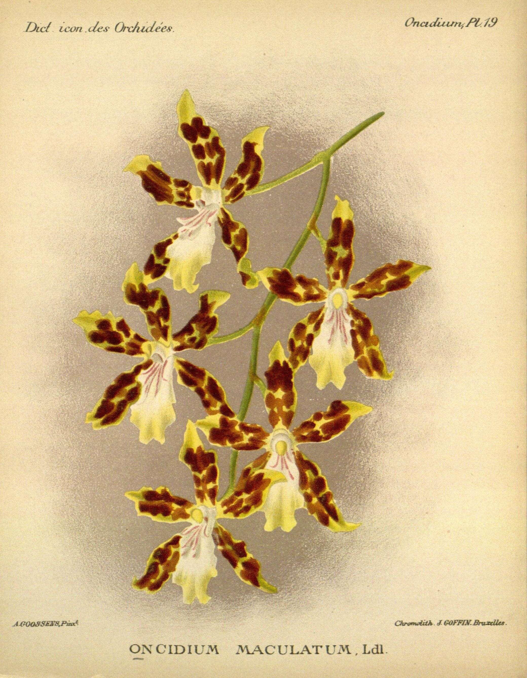 Image of Oncidium maculatum (Lindl.) Lindl.