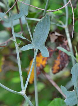 Image of Rumex induratus Boiss. & Reuter