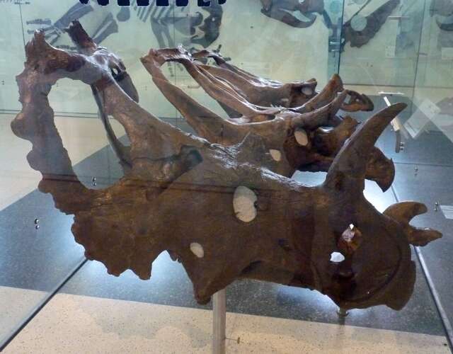 Слика од Centrosaurus Lambe 1905