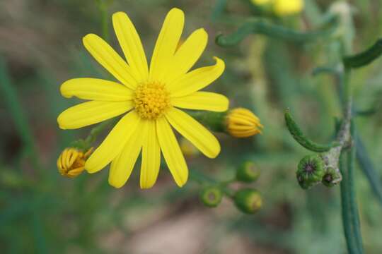 صورة Senecio pinnatifolius A. Rich.