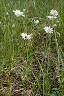 Imagem de Cerastium arvense subsp. strictum (L.) Gaudin