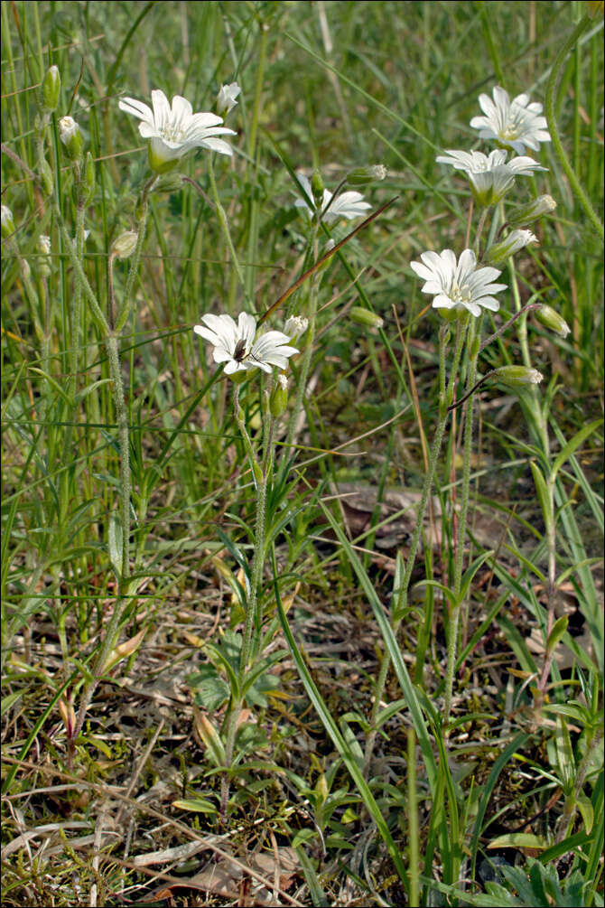 Imagem de Cerastium arvense subsp. strictum (L.) Gaudin