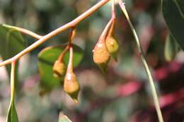 Image of white ironbark